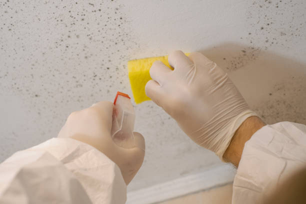 Best Black Mold Removal  in Martin, SD